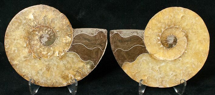 Polished Ammonite Pair - Million Years #17683